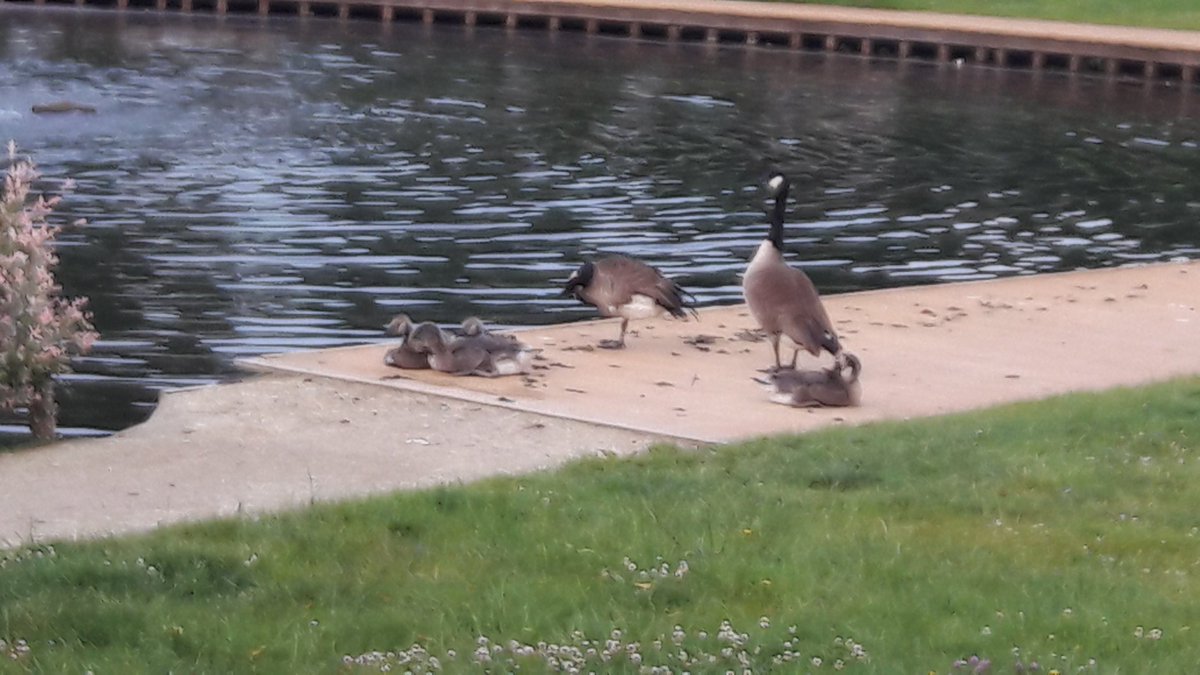 karinvestjens's tweet photo. Wandeling bij het park. Prachtig hé?#ookdatisoss https://t.co/umDLHak5Pq