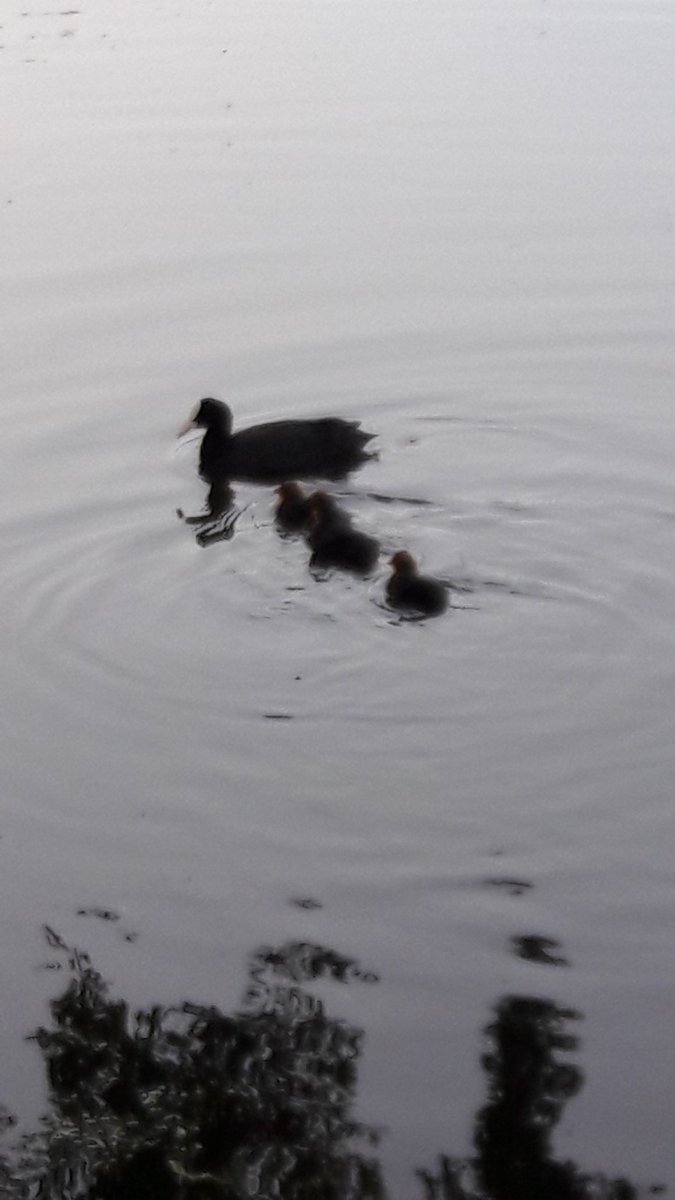 karinvestjens's tweet photo. Wandeling bij het park. Prachtig hé?#ookdatisoss https://t.co/umDLHak5Pq