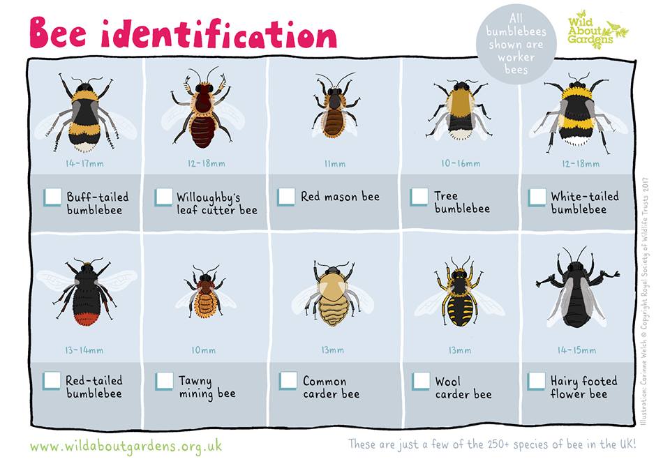WildlifeTrusts's tweet photo. Want a clue to the bees visiting your garden? Check out our ID sheet! #Springwatch #WildAboutGardens https://t.co/yewzLasdST