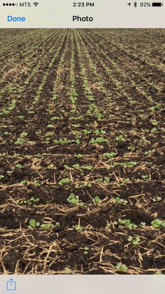 metcat3's tweet photo. Nexera Canola field coming along nicely.  2nd true leaf is out and minimal bug damage. #nexeraldcrathwell2017 https://t.co/N5g85ksROR