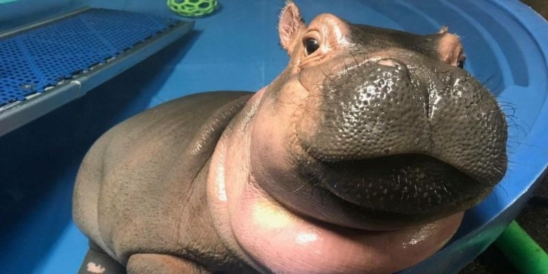 Fiona is a baby hippo and she's the viral star we NEED right now 😍😍 cosmopolitan.com/lifestyle/a994…