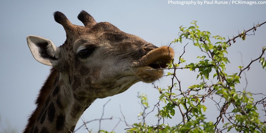 SLASHWILDLIFE's tweet photo. #Giraffes eat 16 to 20 hours a day. #AWFfacts https://t.co/OfVPGJoB5z @Slash https://t.co/0srhOmbdmQ