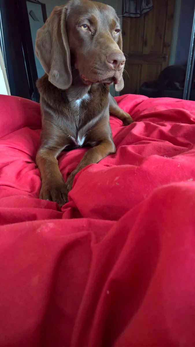 frankie and bennie (@valerietom) on Twitter photo 