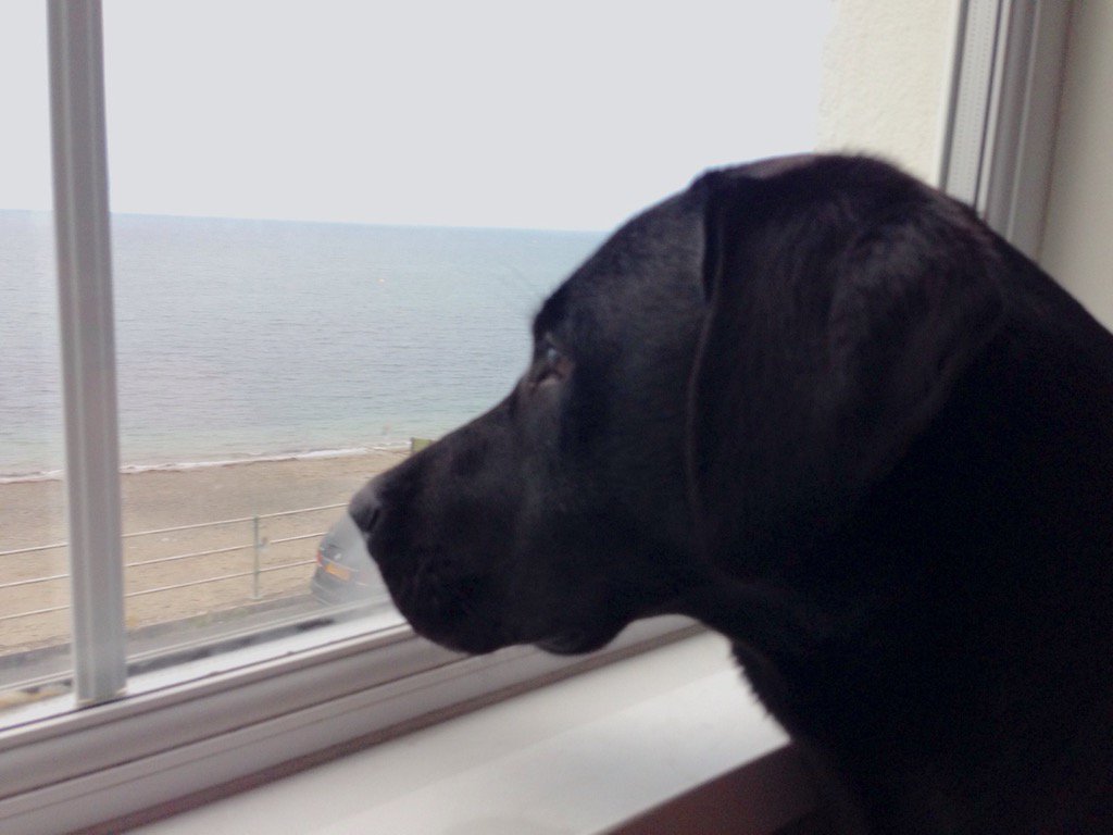 GethinJones123's tweet photo. Chester watching the world go by. #NotWatchingSpringWatch https://t.co/O2S2CcINm2