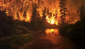 LifeSprouting's tweet image. How Climate Change Elevates The Risk &amp;amp; Severity Of Forest Fires buff.ly/2r0cWe2