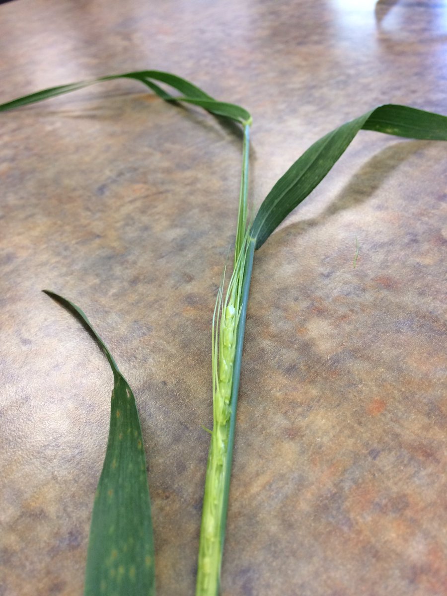 LauraEmpringham's tweet photo. Flag leaf is up which means not much more then a week until the head comes up, wheat crop is looking good #DuPontPioneer #25R46 https://t.co/NKn5zgxWJO