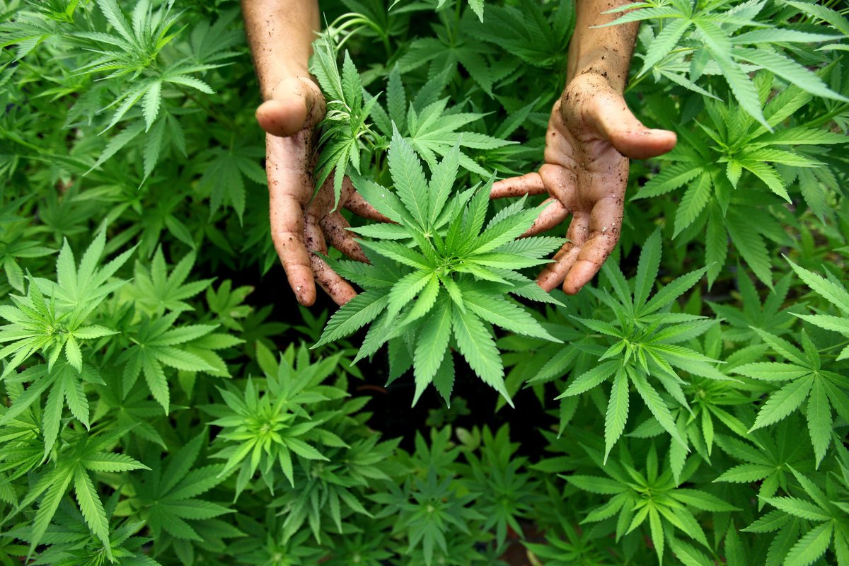 WOWscienceio's tweet photo. #Cannabis can #treat severe epileptic #seizures, #study says! (Told you so!) #weed https://t.co/BY65MLzdMN https://t.co/a9R6f32LE1