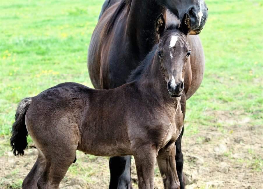 TullyJuliet's tweet photo. So proud of this colt <3 https://t.co/8lh9f7HXlf