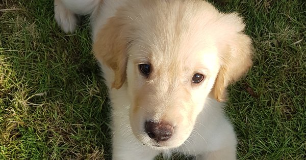 petpremium's tweet photo. HAPPY MONDAY: Just in case you need some PUPPERgy to start your week!!  🤣🐶💜
#petpremium #pets #dogs #puppy #cute #grass #monday #mondaymood https://t.co/es94Q9LVVD