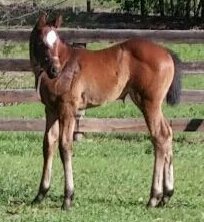 IrishEyesStable's tweet photo. Here is our 2017 Chitu filly https://t.co/8D95N0zYrd
