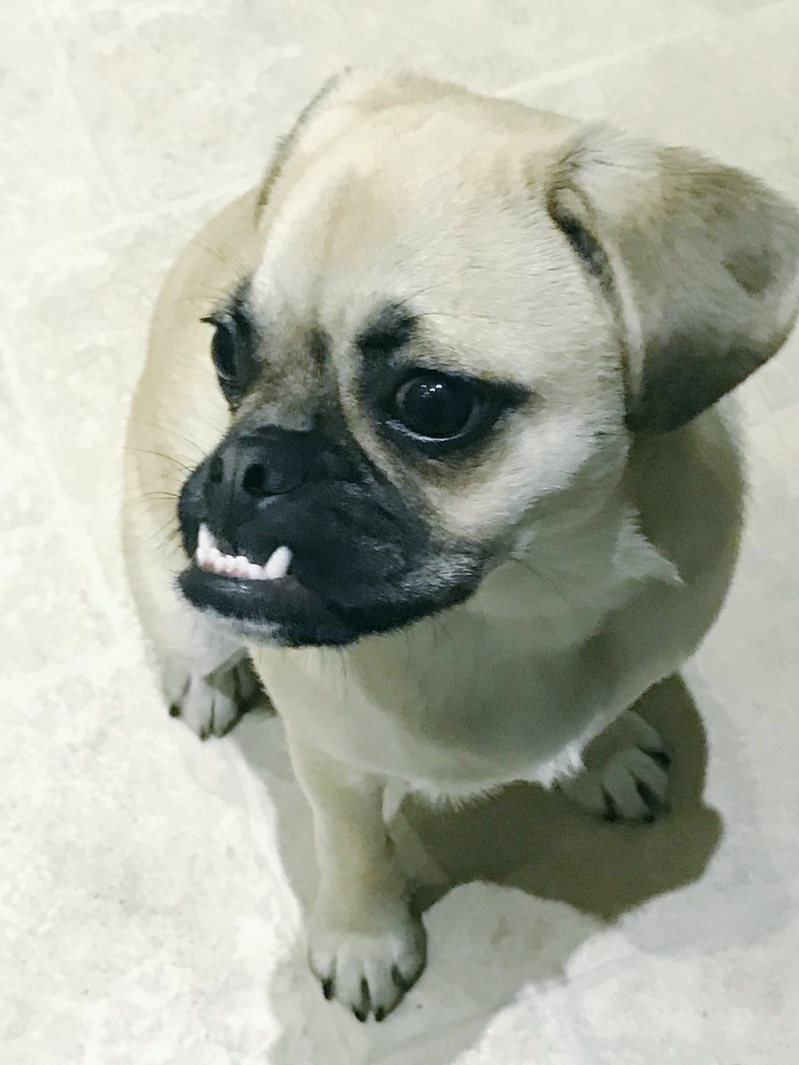 Bellathepuggle1's tweet photo. I love to smile! πππ€ #puggle #underbiteprincess https://t.co/RIVs73657l