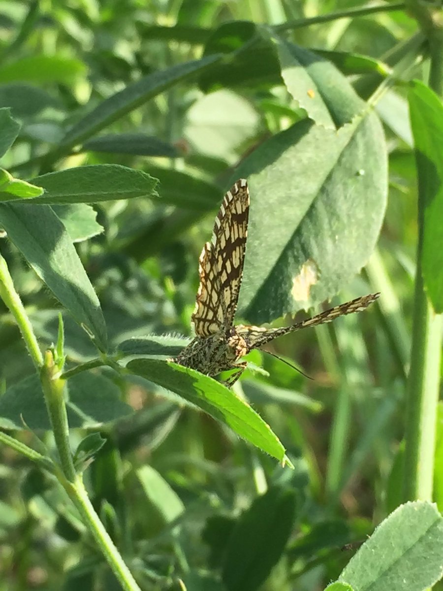 NaturePatrol's tweet photo. Amazing day,,exploring for #butterflies 🦋 #Swanscombe #kent #nature #naturelovers #wildlife #flowers #woodland #photograph @savebutterflies https://t.co/W2HX3DCkeN