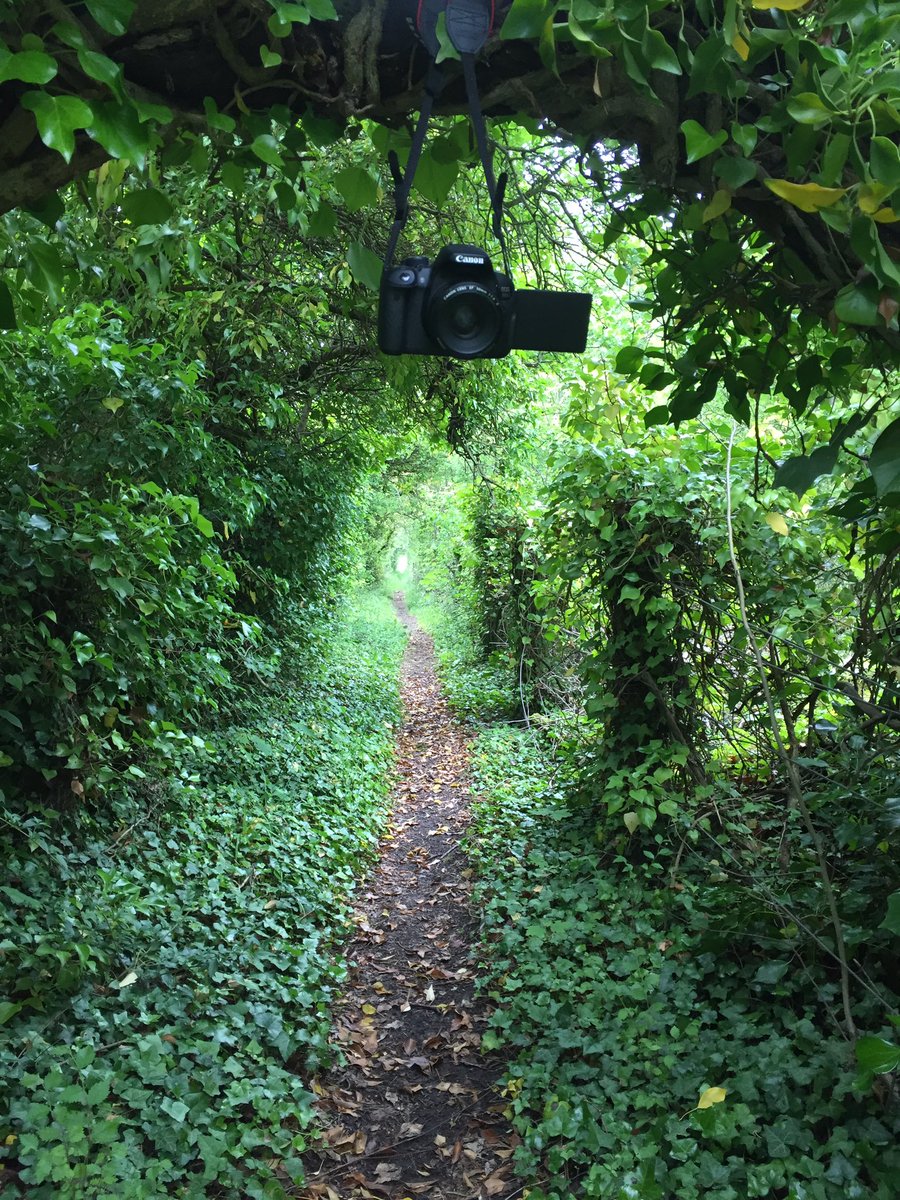NaturePatrol's tweet photo. Amazing day,,exploring for #butterflies 🦋 #Swanscombe #kent #nature #naturelovers #wildlife #flowers #woodland #photograph @savebutterflies https://t.co/W2HX3DCkeN