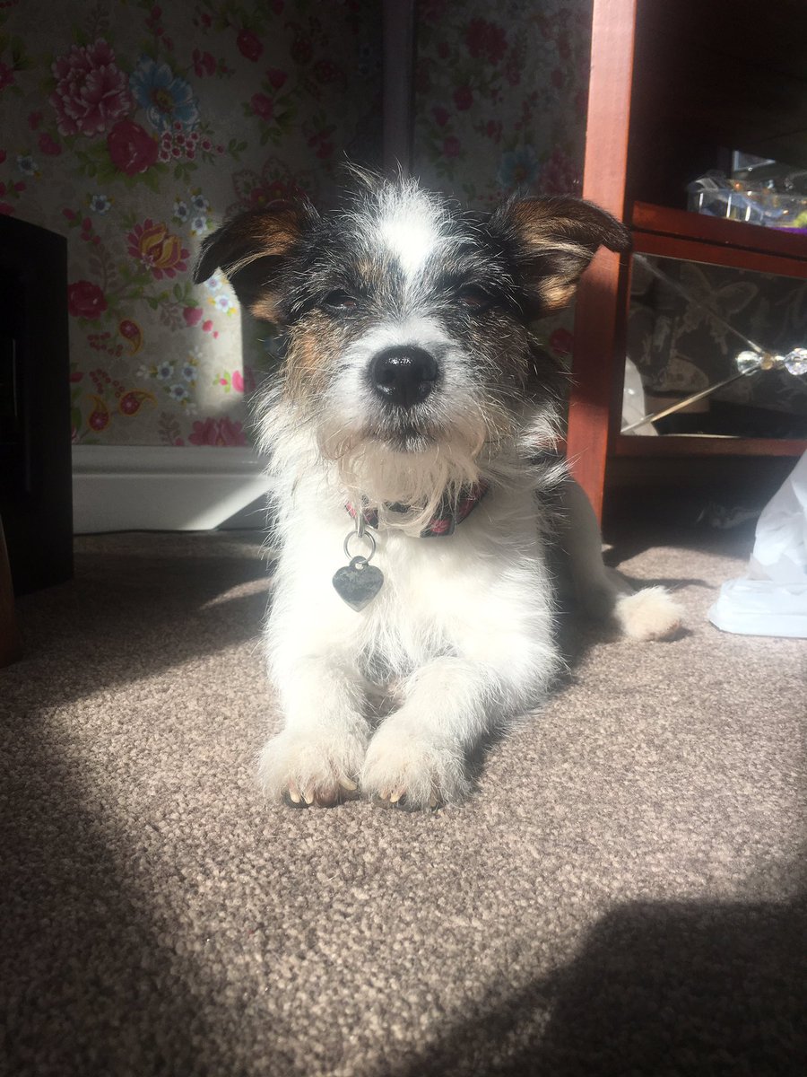 How bloody gorgeous is this dog though