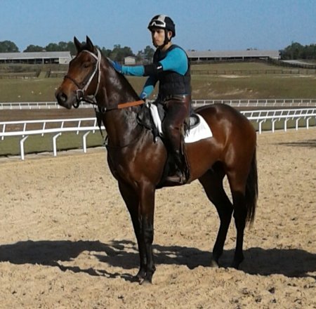 IrishEyesStable's tweet photo. Spanish Dude our two year old by First Dude. He is the brother to recent winner Te Amo Mamo at SA May 25 th race 3 down the hill. https://t.co/S8aAkUQ9Ft
