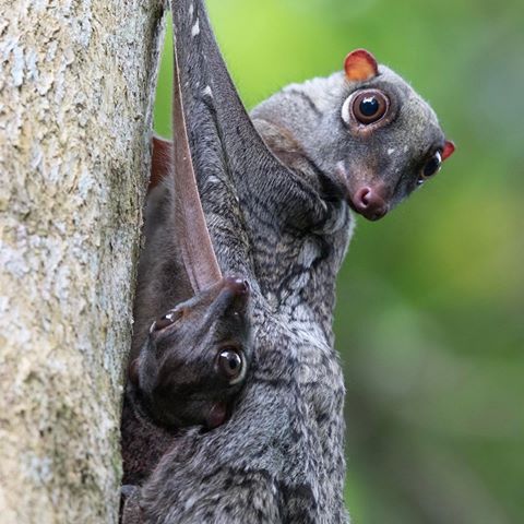 Jan Schaumann auf Twitter: "My favorite quote here remains “the Sunda  flying lemur (Galeopterus variegatus), a nocturnal mammal that's not a lemur  and does not fly. “ https://t.co/0c7yx3jdJg"