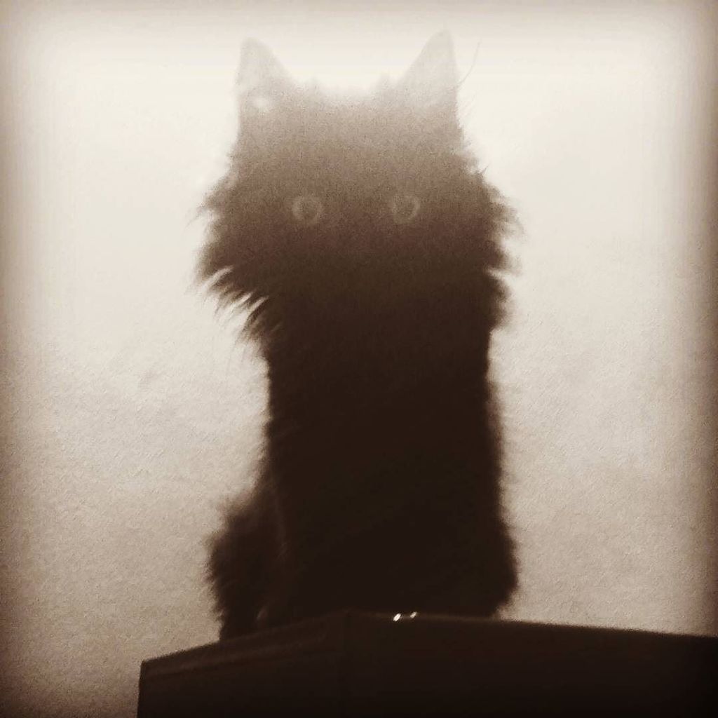 simplysafi's tweet photo. This might look creepy, but it's a beautiful creation of #Almigty
#persiancat #Cat #pet https://t.co/2wdILUIrgz https://t.co/P8EsgUmyWu
