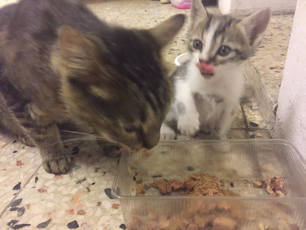 Mama bile yiyorum artık, annemle yediğimiz içtiğimiz ayrı gitmiyor. Bu pembiş dilimi canlı canlı, kendi evinizde görmek istemez miydiniz?