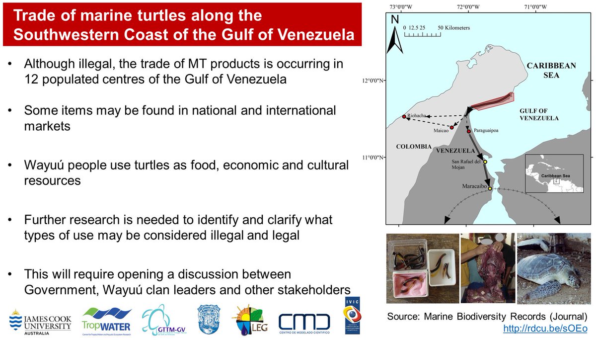 Trade of #marine #turtles -> the Southwestern Coast of the Gulf of #Venezuela / #OA #Conservation #Wayuu #Colombia
link.springer.com/article/10.118…