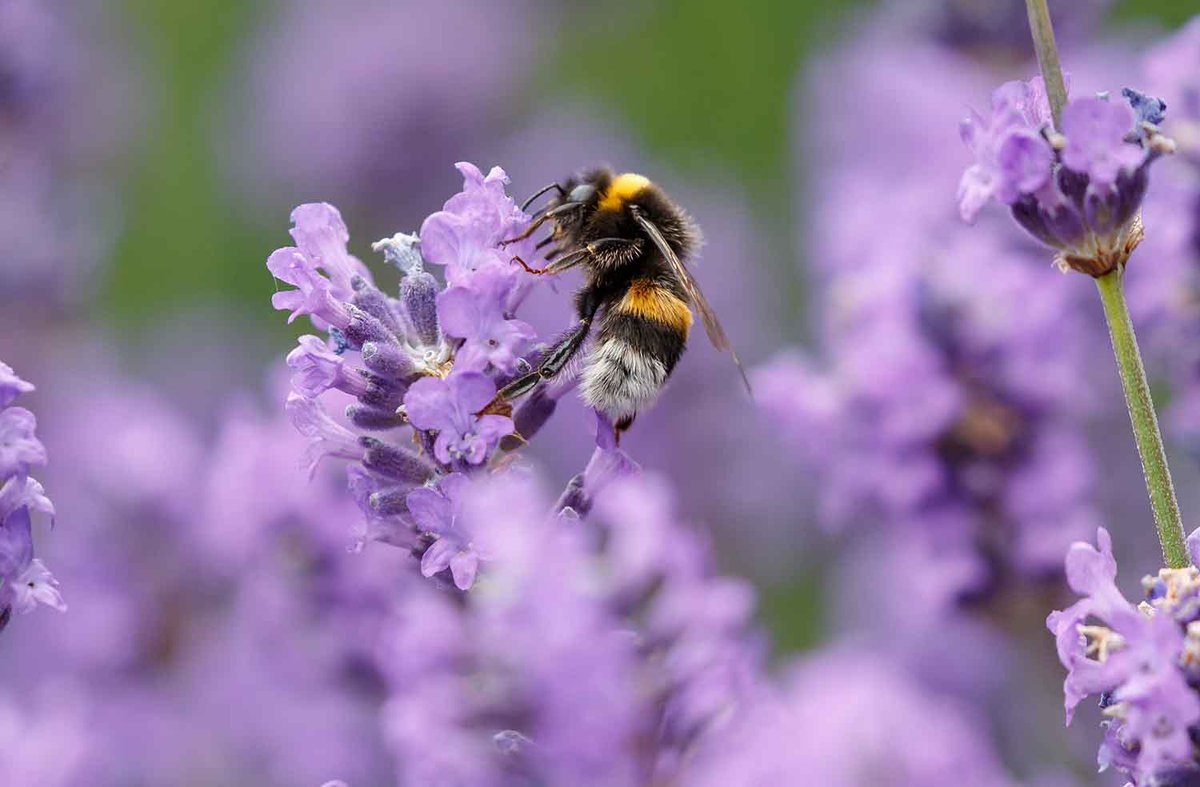 This is a big step to #SaveOurBees. <a href="/BandQ/">B&Q</a> have stopped selling plants grown using bee-harming pesticides. ow.ly/YaKz30c20U0 🐝