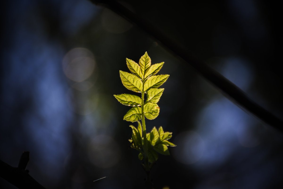 photo_dodosin tweet media