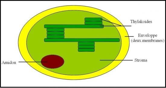 Biofaculte's tweet image. Les chloroplastes et la photosynthèse