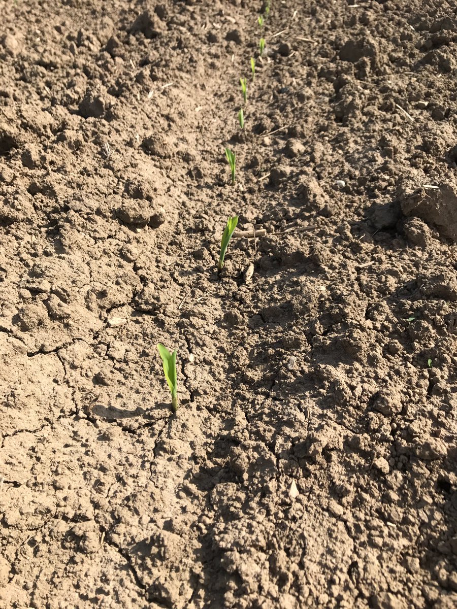 PremierEquip1's tweet photo. #farmerkaye @Premier_ISTeam has 🌽poppin up in rows #premierdemofarm is growing! #plant17 successful ✅ #precisionag #ontag @JohnDeere https://t.co/e5KAMHwnpr