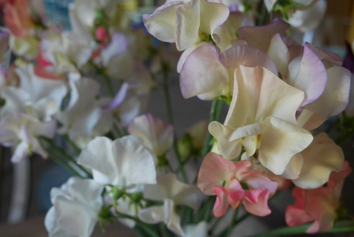 Lovely sweet peas are beginning to bloom in the flower garden...  they smell like heaven...