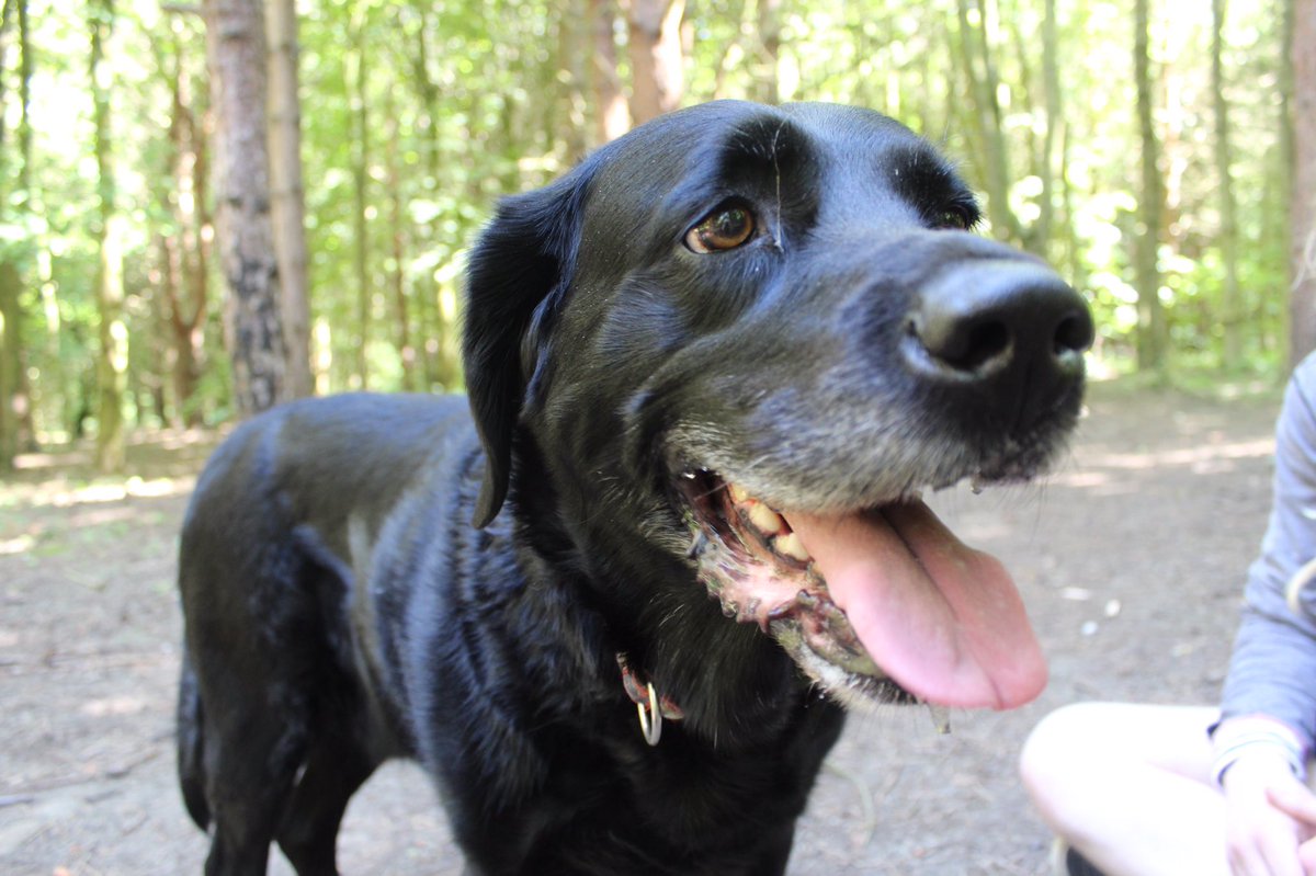 OreoPhan's tweet photo. My bfs dog is SUCH A GOOD BOY https://t.co/gHA90zJPZd