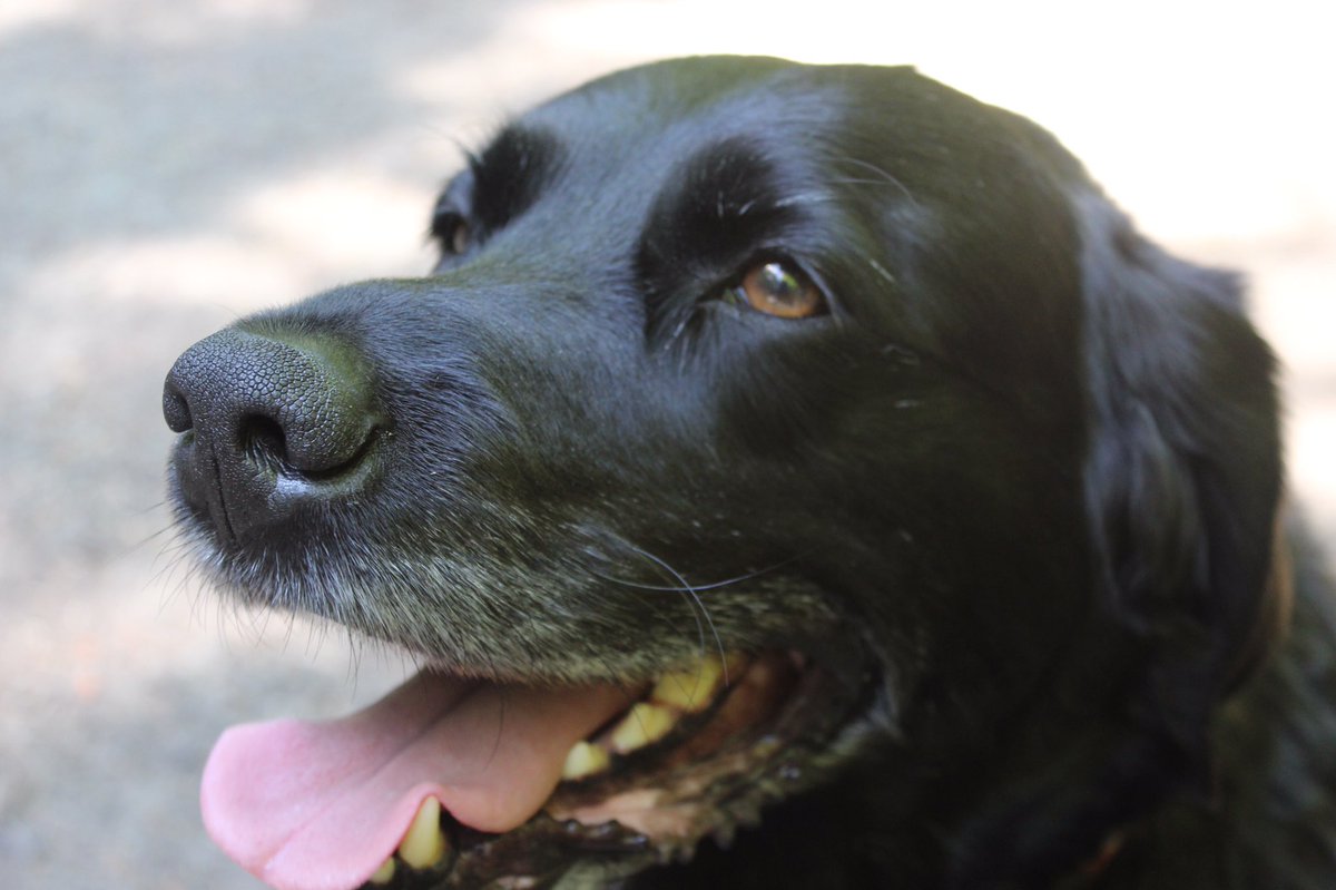 OreoPhan's tweet photo. My bfs dog is SUCH A GOOD BOY https://t.co/gHA90zJPZd