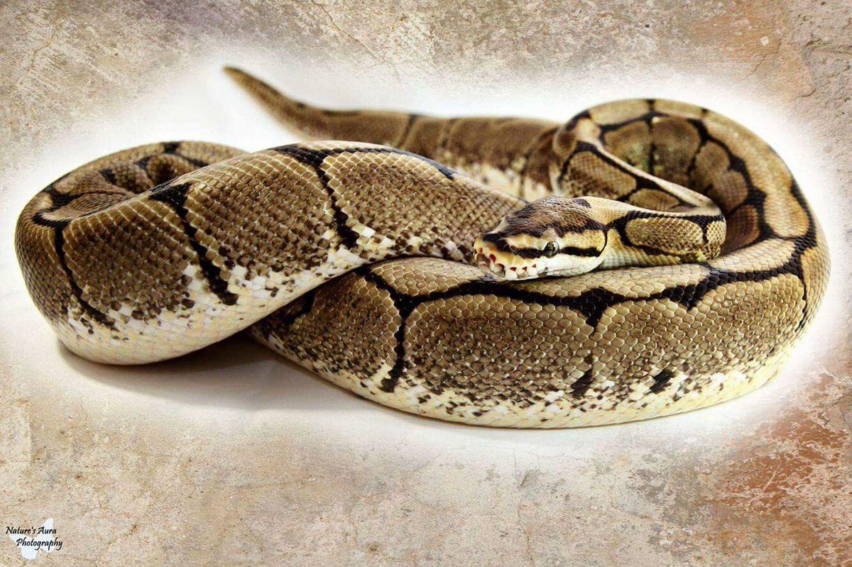 NatAuraPhoto's tweet photo. Anubis the Spider ball python. #python #spiderballpython #reptiles #ballpython #photography https://t.co/otYpEi4Wov