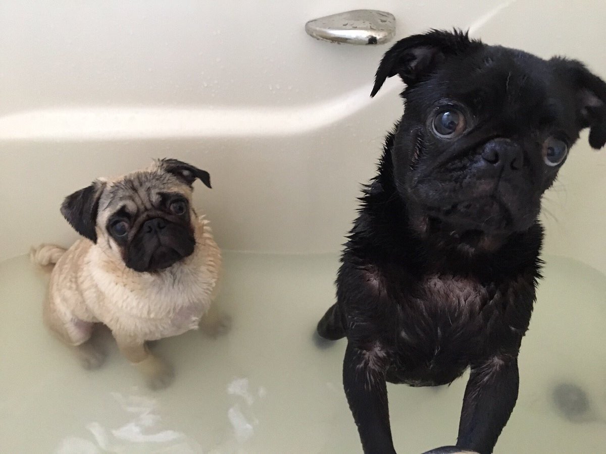 みうたろ Pa Twitter お風呂入ったよー ぷーに なんかヨロイトカゲみたいになっちゃったね ꇴ Pug パグ 子犬 黒パグ 犬