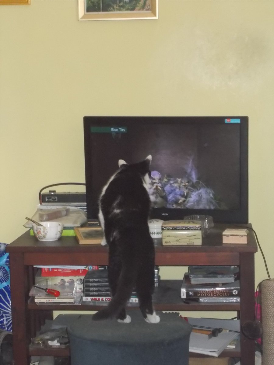 lorraine171260's tweet photo. @BBCSpringwatch My cat Casper is enjoying the nestcams https://t.co/YbyFFXUv2G