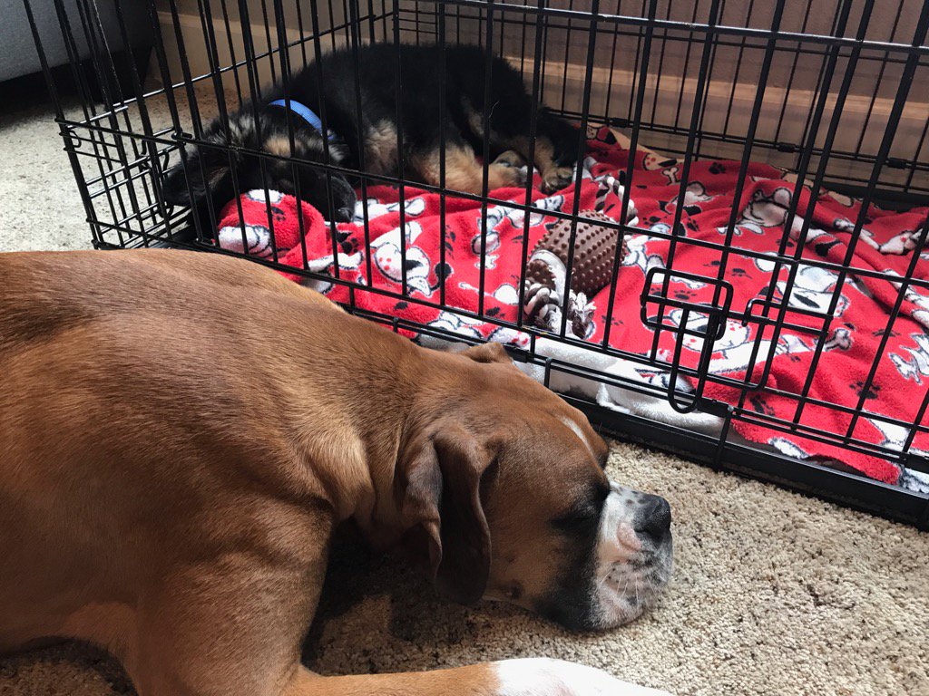 thepoeticimage's tweet photo. #Laila loves her #babybrother #Häuser 11w/o #GSD #BoxersOfTwitter #NewPuppy https://t.co/vWyPQJekV9