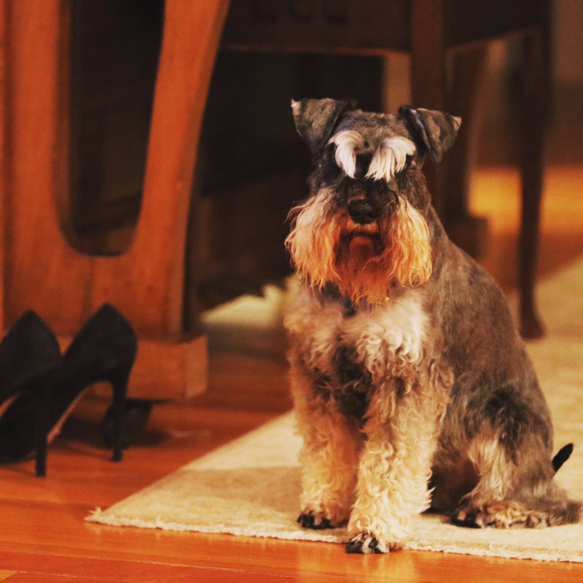 flouting50's tweet photo. Brian, guardian of the shoes #Stiletto #LifeOfBrian https://t.co/iI48sYBJBt