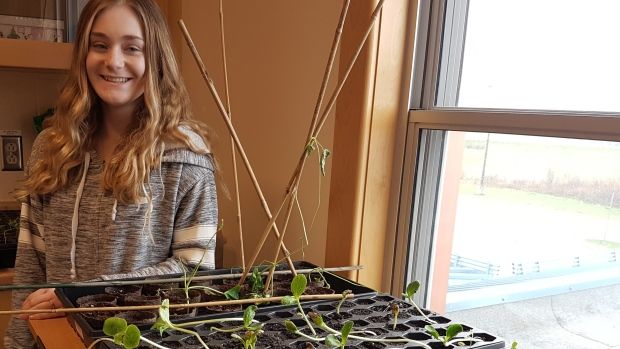 CBCNS's tweet photo. Students partner with Glace Bay Food Bank to grow food for clients https://t.co/zRgCCSooVt https://t.co/gJlR2pwwYl