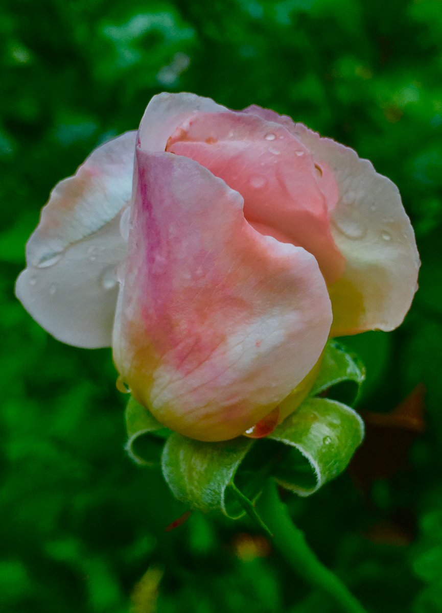 mandolajoe's tweet photo. #Raindrops on #Roses
#Shakespeare_Garden #CentralPark #NYC #Spring_Flora https://t.co/4iDMlVbKfU