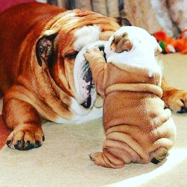 CTMSPTSA's tweet photo. Do you know any incoming 6th grade Pups or parents joining us at CTMS? Invite them to join our Facebook, Instagram and Twitter pages! https://t.co/3PUXCS77yO