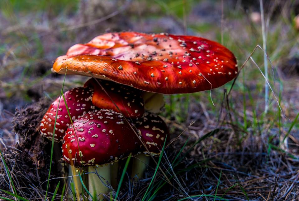 pocwifi's tweet photo. Like a mother protecting her young - the nature beauty of New Zealand. Photo by AJ Illustrations.
#mushroom #nature#newzealand #wifirental https://t.co/8yeMEM3LLi