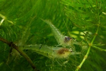 ミナミヌマエビの繁殖方法まとめ 卵発見 抱卵 孵化までの道のりは キャンパーズ