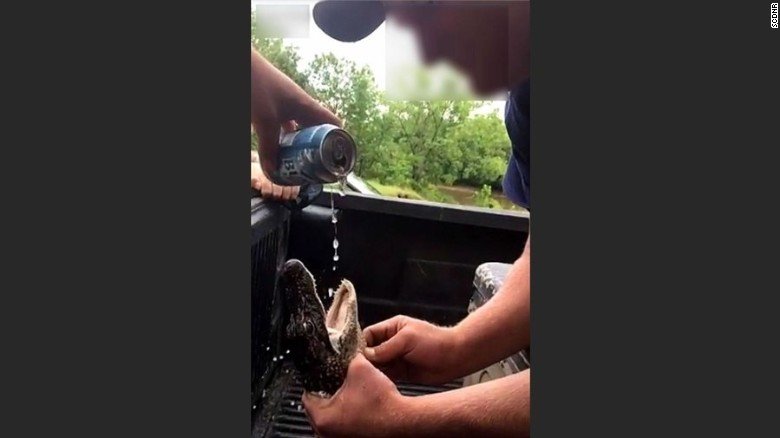 CNN's tweet photo. Two South Carolina men are accused of forcing an alligator to drink beer last week https://t.co/srtZBqHxDF https://t.co/dydL0yfbhX