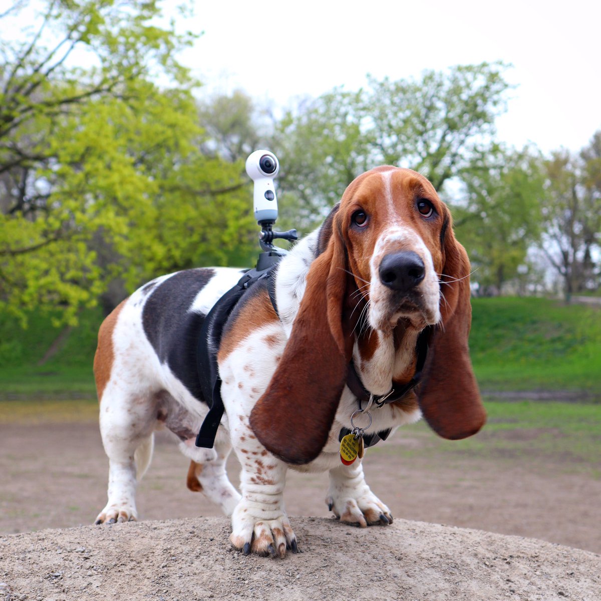 dean_the_basset's tweet photo. the top tech-experts at @BestBuyCanada are tracking my #dogvision with their new Samsung 360 camera! #cyborgbasset https://t.co/ewYa43h5Dk