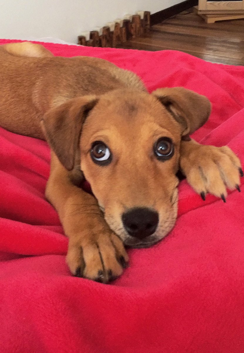 vidadepelos's tweet photo. Este miércoles a las 6pm transmitiremos por Instagram y Facebook una opción novedosa para el cuidado de nuestras mascotas en vacaciones. https://t.co/w9BbwJd6rf