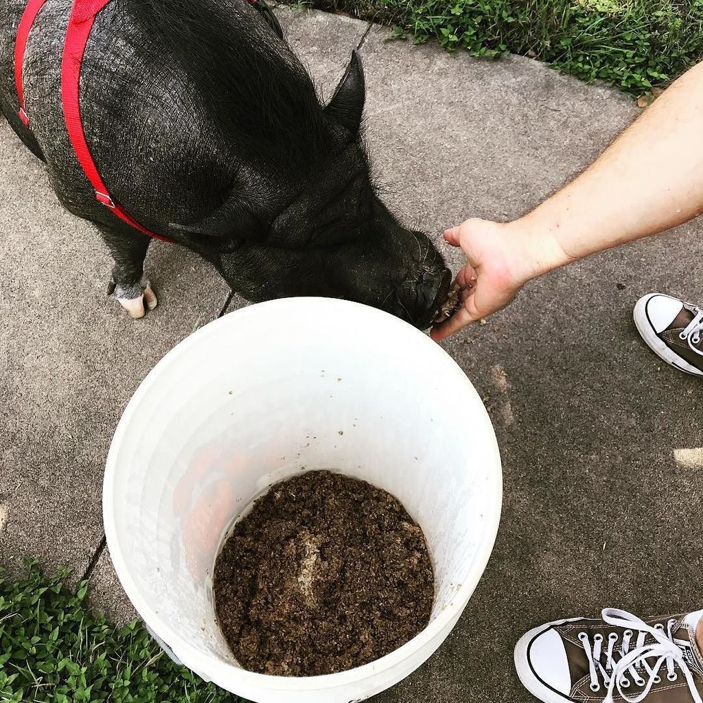 frybrews's tweet photo. My neighbor, Chorizo, loves the spent grain I gave him #frybrews #chorizo #spentgrain #homebrew #brewing #craftbee… https://t.co/dPsey32DRK https://t.co/nc7vxUZPpz