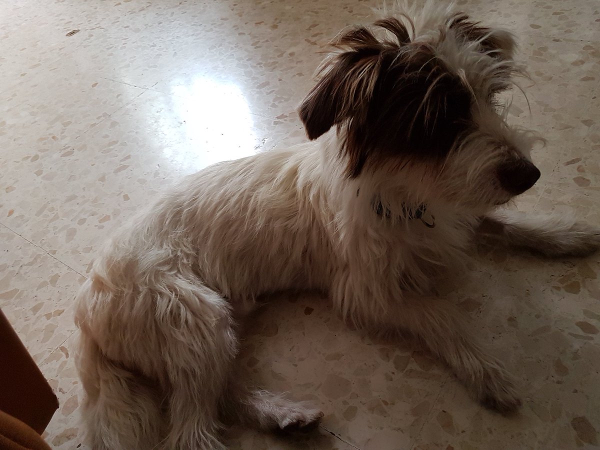 AMPAROSUR's tweet photo. Mañana se castra el malos pelos de #Pruno. Increíble que aún nadie haya preguntado por el. 😕

7 meses y 6 kilos. Un perro mini. https://t.co/meHDvS9YJe