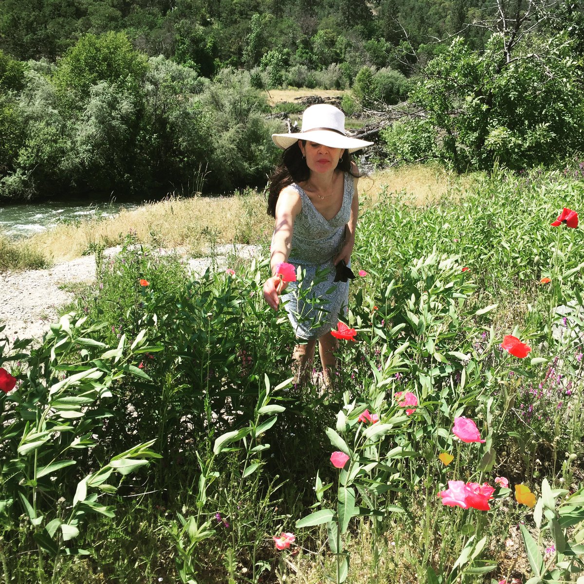 MaryFBemis's tweet photo. #butterflygarden #bliss! All kinds & #colors of #poppies #HappyMemorialDay #nature #seventimelesstruthsofspa #oregon https://t.co/uEu5Ur2GTH