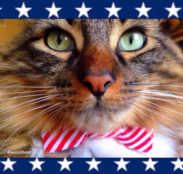 Happy #MemorialDay everyone!🐱💙🇺🇸 #MozzyTheCat #CatsofTwitter