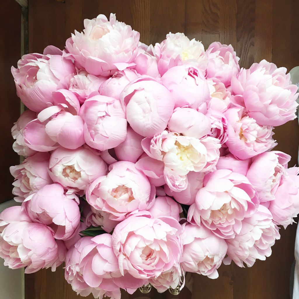 ddreamsevents's tweet photo. Basically, I overestimated how many peonies I could fit in my New York City apartment. But then I had a The limit does not exist my friends. https://t.co/Z2hWiJtHJ8