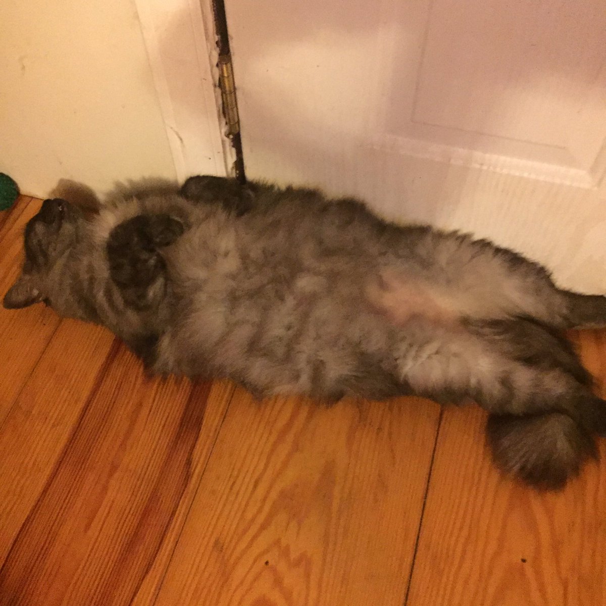 themainkatie's tweet image. This spoiled puss thinks she can be an outside cat. 😂 #insidecat #lazycat #fatcat #spoiledpussy #CatsOfTwitter