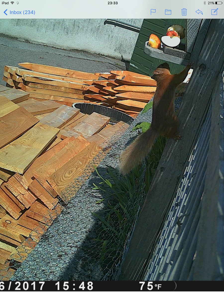 Inveravon Primary tweet media